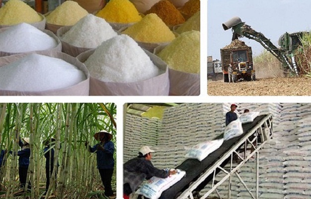 Trăn trở hạt đường Việt Nam - Ảnh 1.